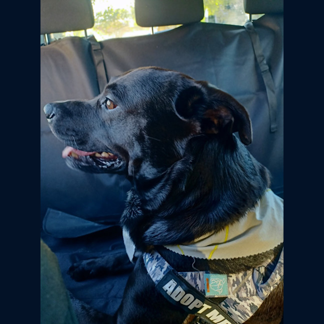 Photo of Odin   3 Year Old Rottweiler X