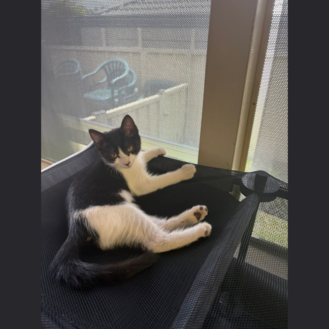 Photo of Oreo