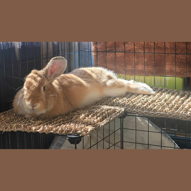 Photo of Ginger Ninja