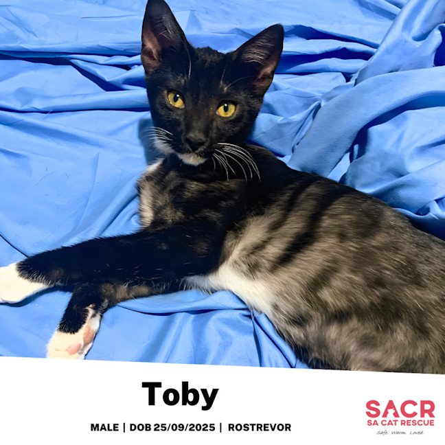 Photo of Toby