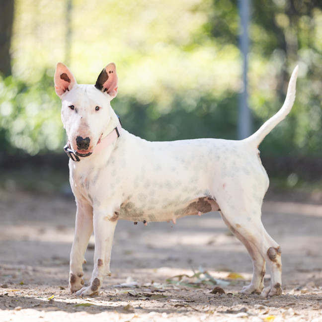 Photo of Cotton