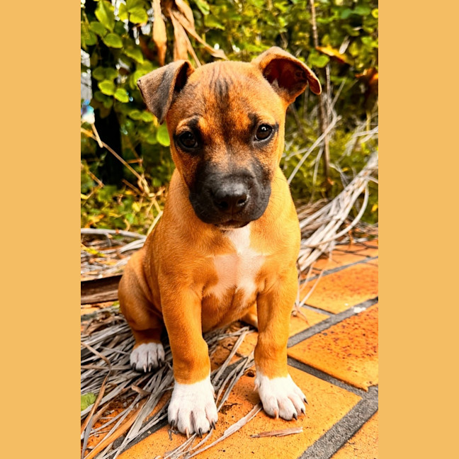 Photo of Milo