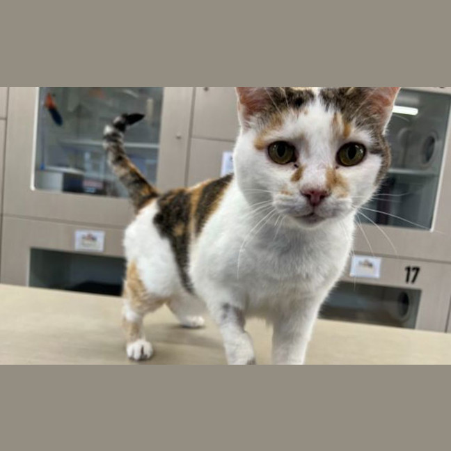 Photo of Lady Jellybean