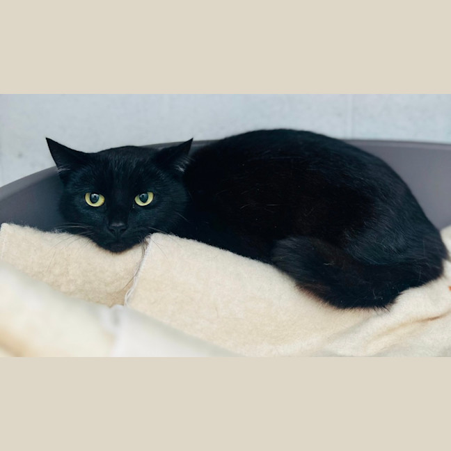 Photo of Smokey