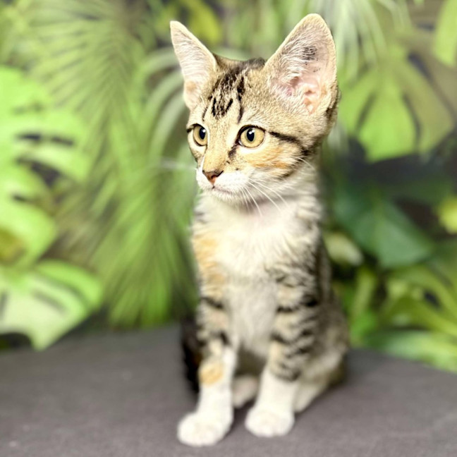 Photo of Ulla  Meet Me At Vets On Parker Templestowe