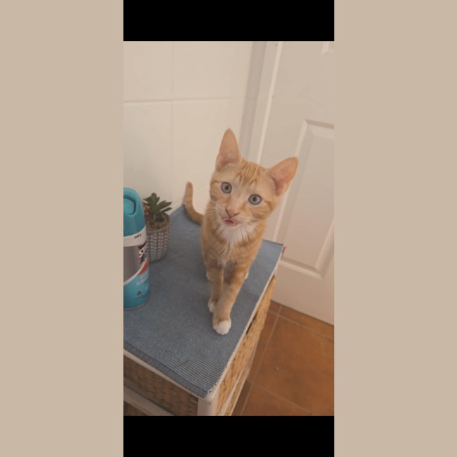 Photo of Ron Meet Me @Petstock Keysborough Store