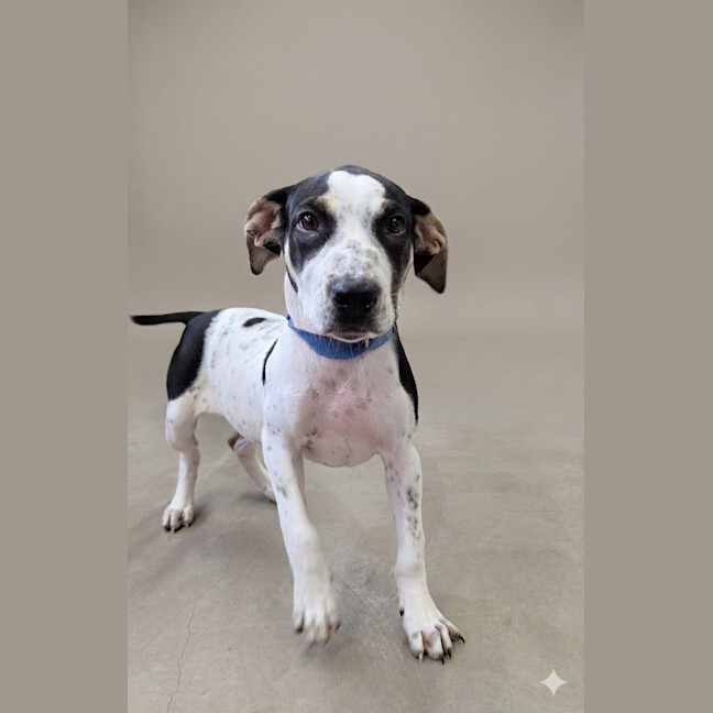 Photo of Gypsy