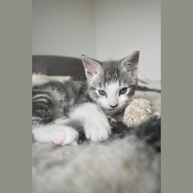 Photo of Benji
