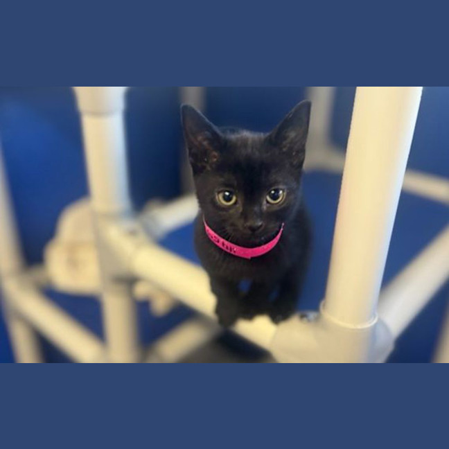 Photo of Smudge