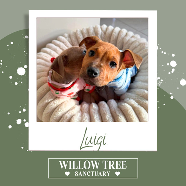 Photo of Luigi