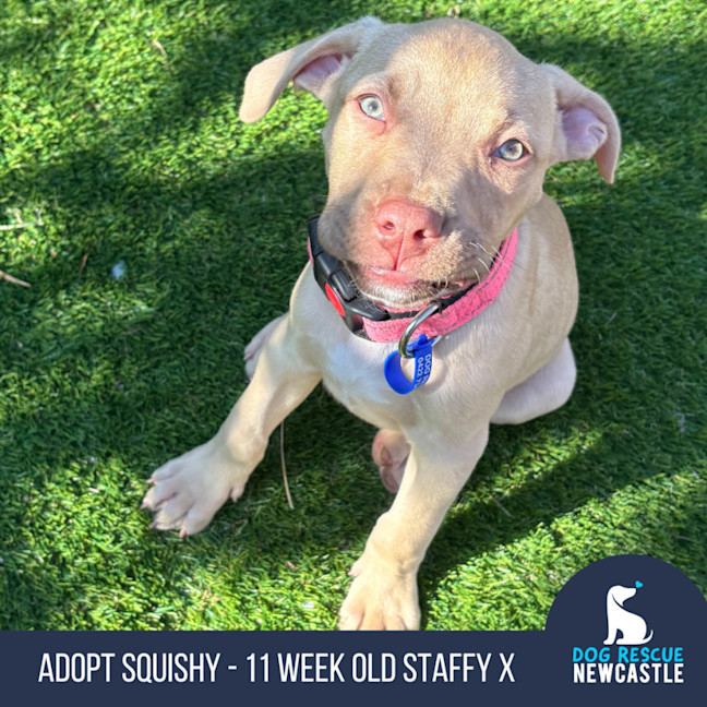 Photo of Squishy   11 Week Old Staffy X