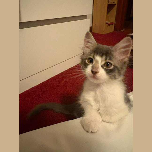 Photo of Louie