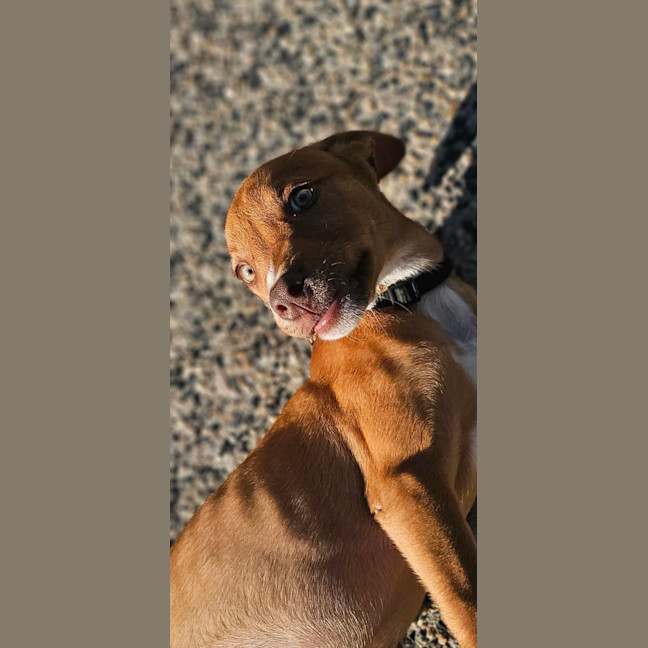 Photo of Tetra