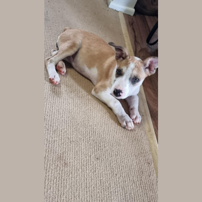 Photo of Maple
