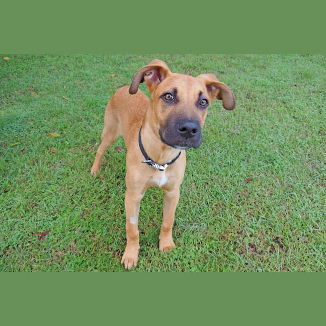 Photo of Pumpkin