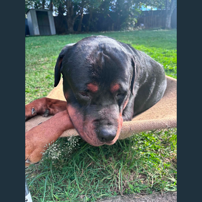 Photo of Onyx