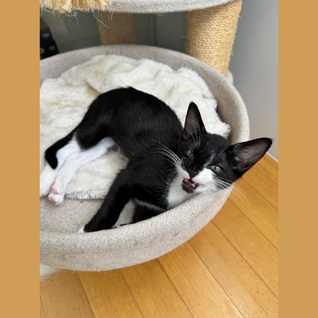 Photo of Indie