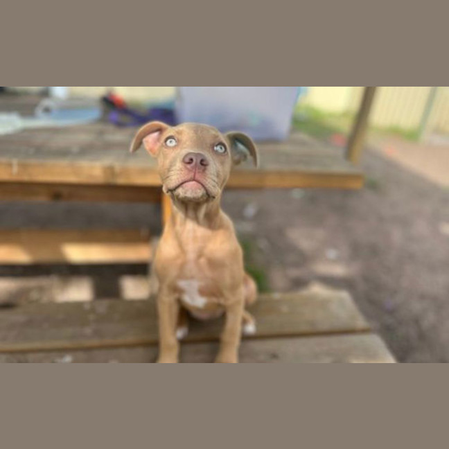 Photo of Layla
