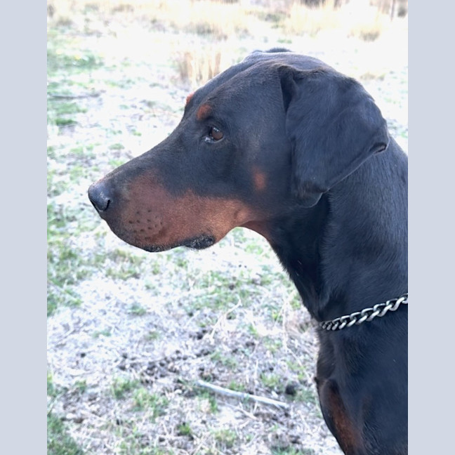 Photo of Mr B Von Dobermann