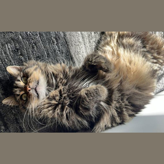 Photo of Charmy