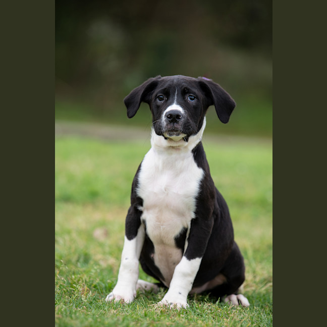 Photo of Duke