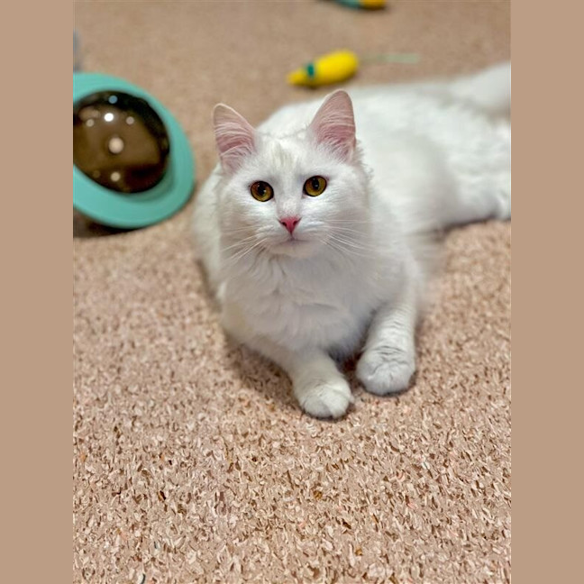 Photo of Ciri