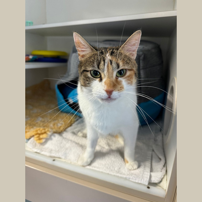 Photo of Peach