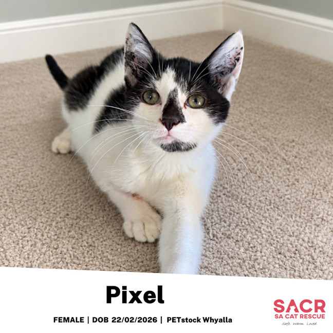 Photo of Pixel