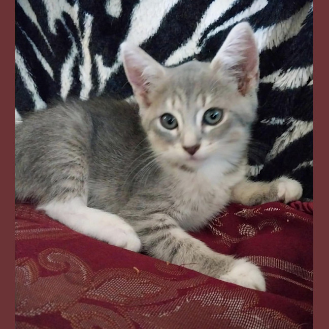 Photo of Prancer 🦌