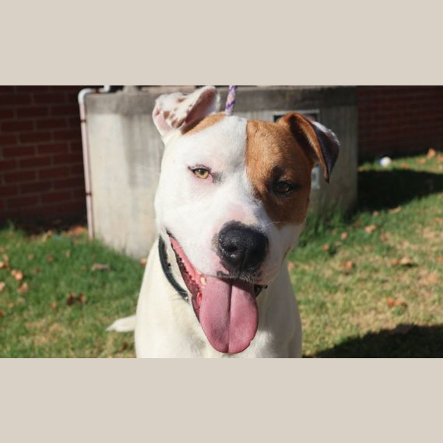 Photo of Patch