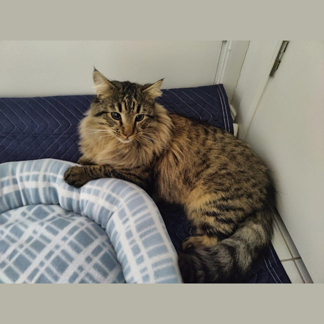 Photo of Aurelian Silvanus