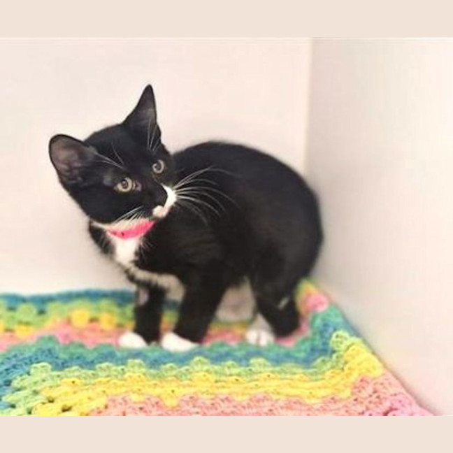 Photo of Sabbath