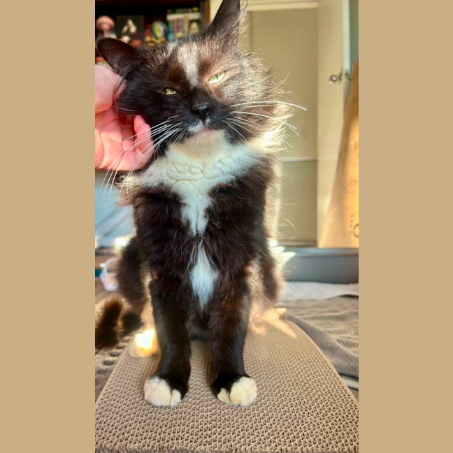 Photo of Mr Whiskers