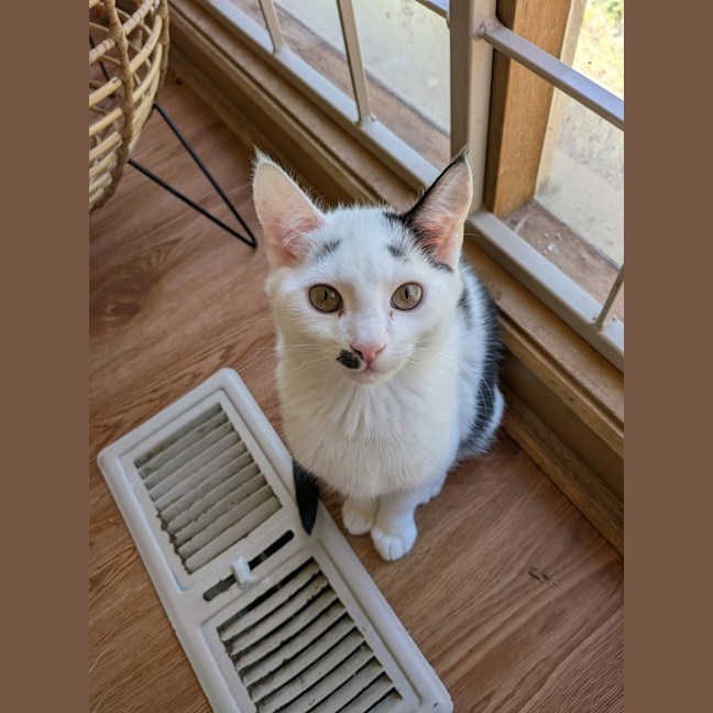 Photo of Bolt