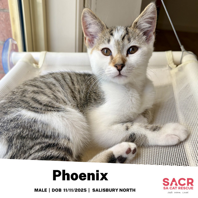 Photo of Phoenix