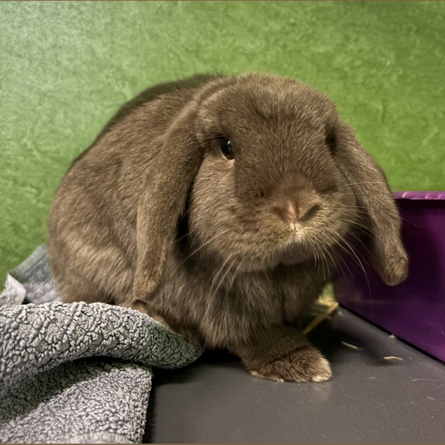 Photo of Chakra (Bonded To Tipsy)