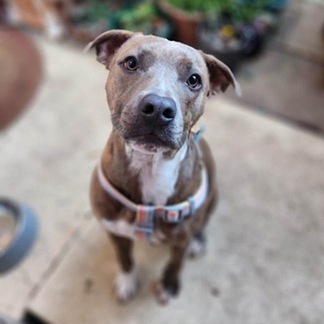 Photo of Tornado *$250 Adoption Fee*