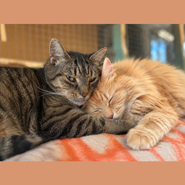 Photo of Toby & Ginger