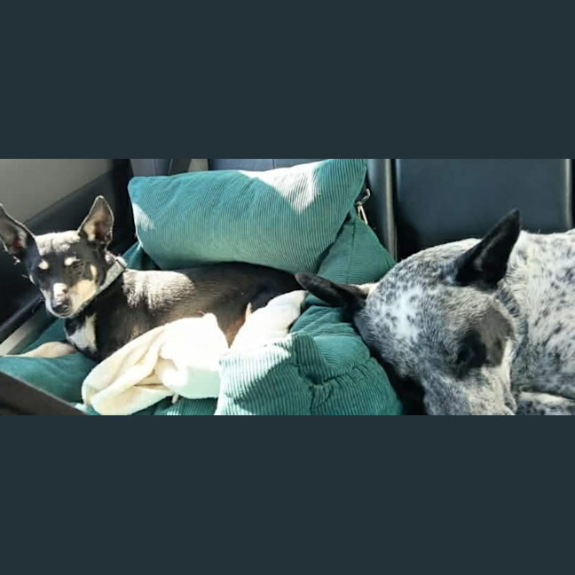 Photo of Boof