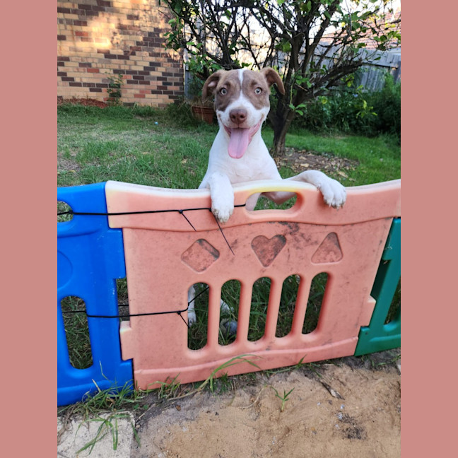 Photo of Bert & Ernie