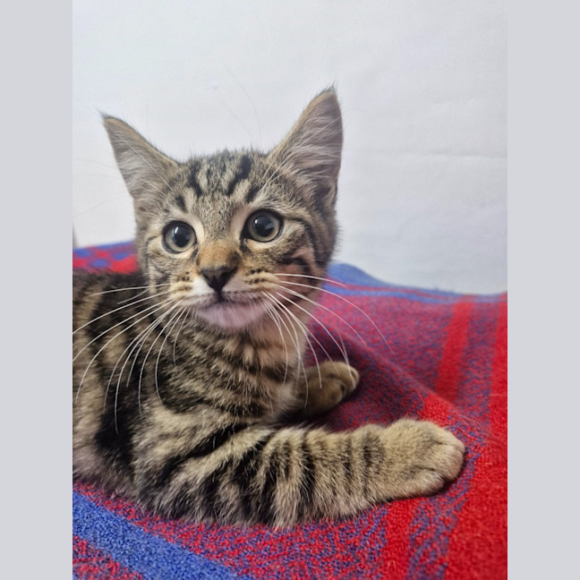 Photo of Pj Pug A Pillar   Petstock