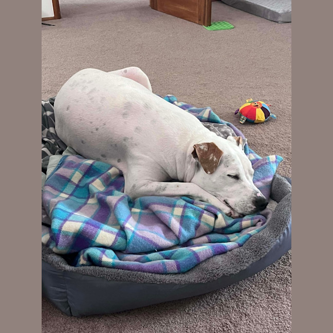 Photo of Raspberry Shortcake