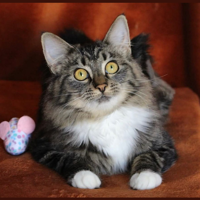 Photo of Little Chef