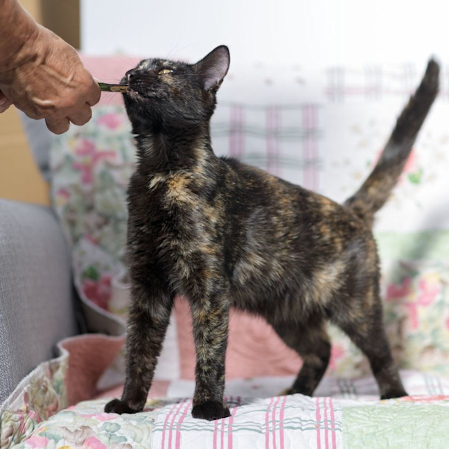 Photo of Suzie ** 2nd Chance Cat Rescue**