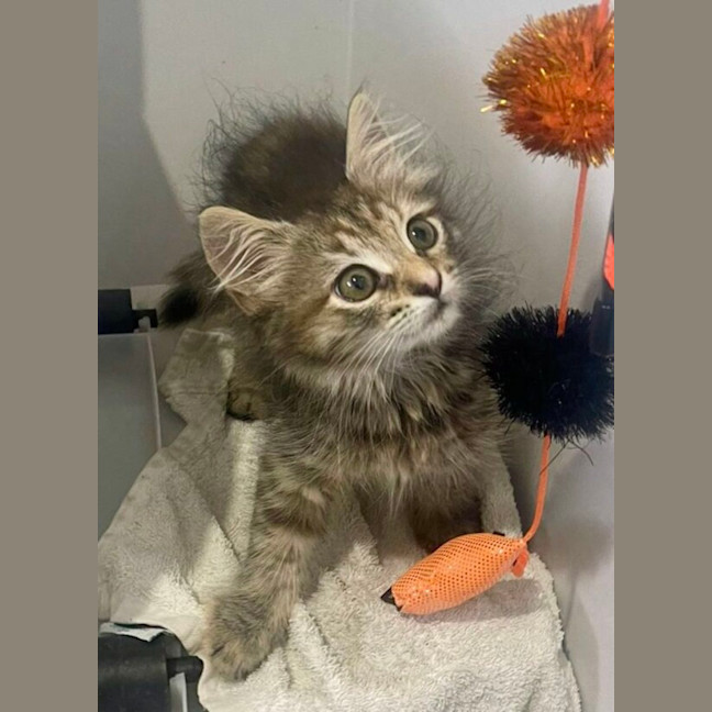 Photo of Cookie And Marmalade