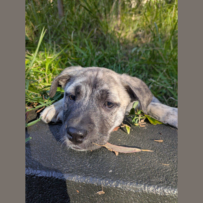 Photo of Dahlia