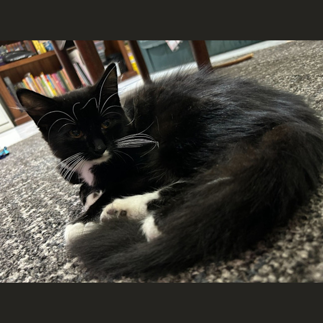 Photo of Peachy Keen