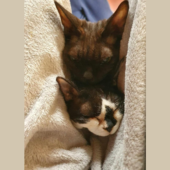 Photo of Diesel & Maggie