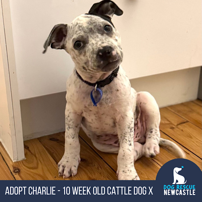 Photo of Charlie   10 Week Old Cattle Dog X