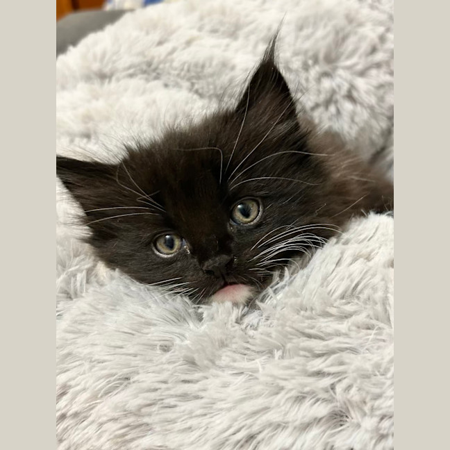 Photo of Theodore   Located In Lower Plenty